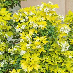 Choisya ‘Sundance’ Evergreen Perennial Bushes —