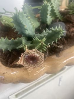 escapelia, ruda y mas