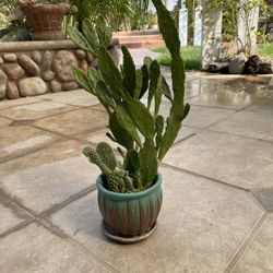 Succulent Arrangement 