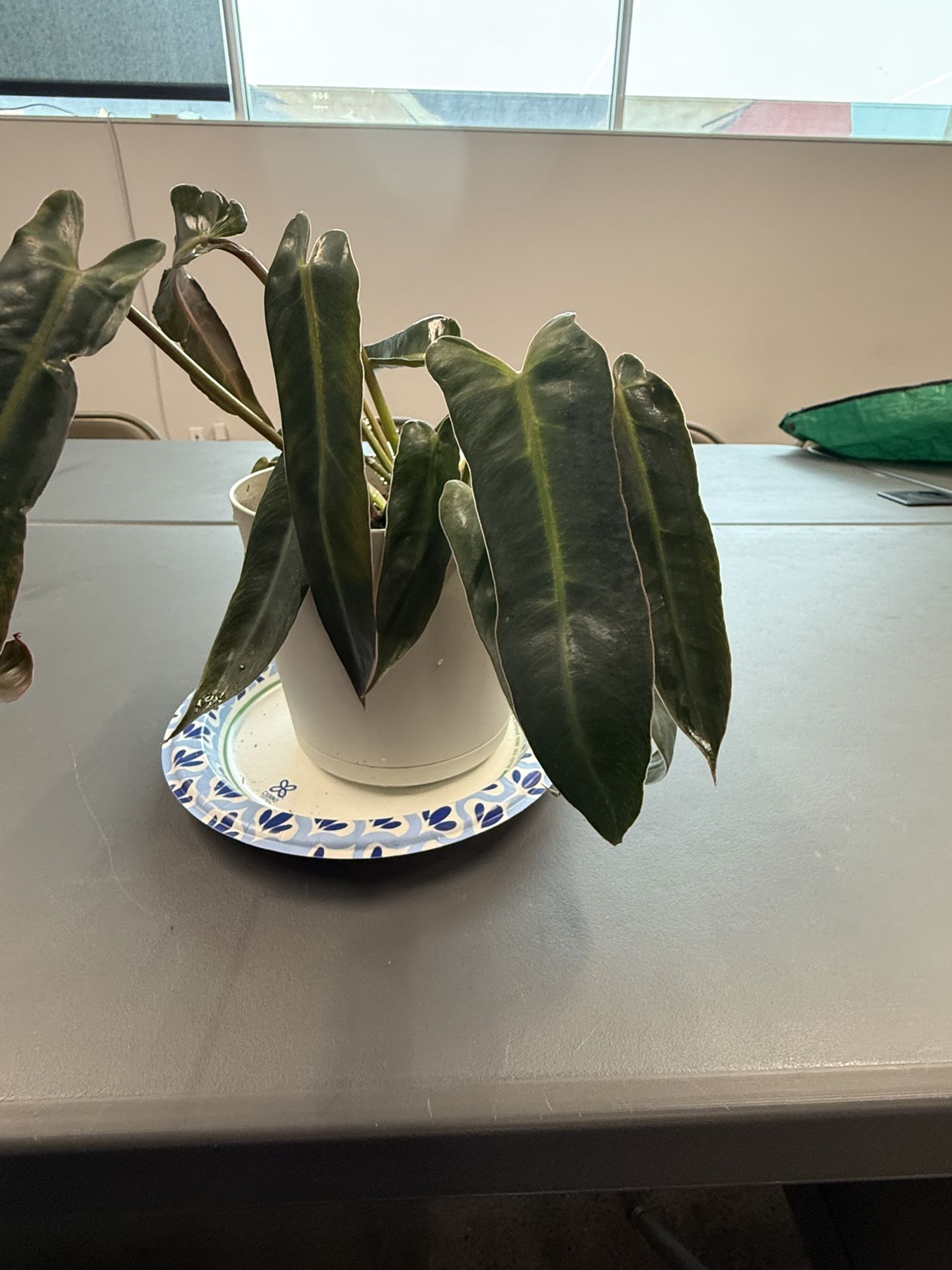 Spiritus Sancti Philodendron D