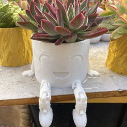Succulents With Pots