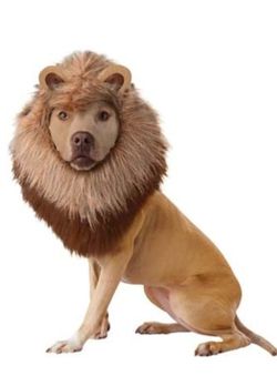 Halloween Dog CostumeS