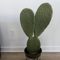 Prickly Pear Cactus