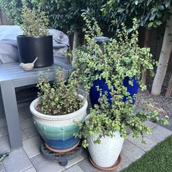 3 Pots And Plants 
