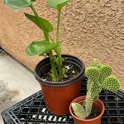 Total Of  3 Kinds . Succulents. Cactus And Green Plants 
