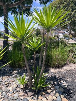 Yucca Plant