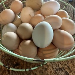 Real Real Fresh Chicken Eggsss!!