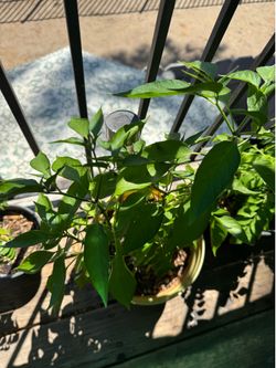 Chilly plants