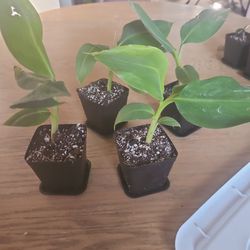 3" Dwarf Banana 🍌 Plant 