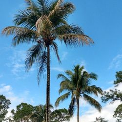 Young Coconut Palm Trees