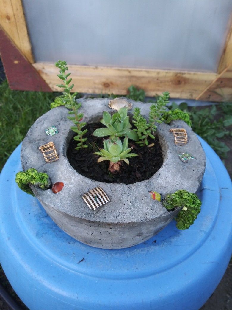 Succulents