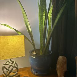 Snake Plant 