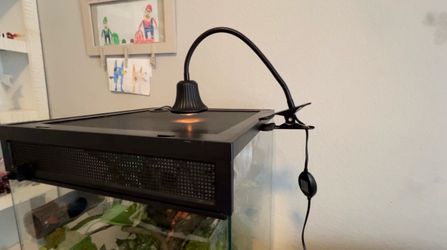 Reptile lamp