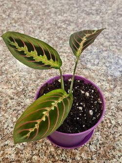 Maranta "Red Prayer " (Purple pot-B)