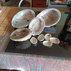 Abalone Seashells