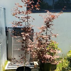 #3  15gal 7 Feet Tall  Japanese maple (Acer palmatum) is a popular deciduous tree known for its elegant form, colorful foliage, and diverse 