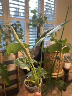 Pink Confetti Syngonium