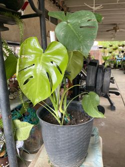 Bonita Planta natural Monstera a Buen Presio