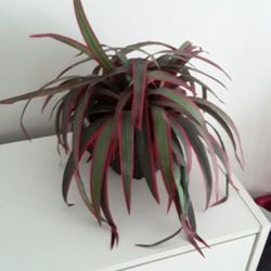 Artificial Plant 10.5" Tall