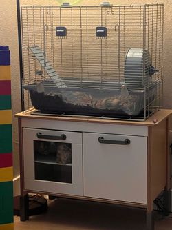 Buddy needs a new loving home