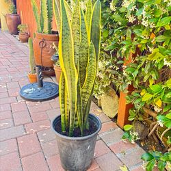 Snake plants