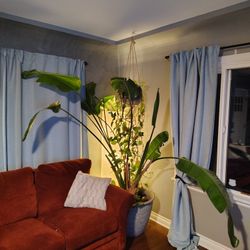 5yo Bird Of Paradise 