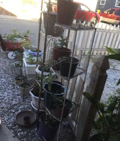 Plant stand diferentes, plantas, de todo para su jardín a muy buen precio