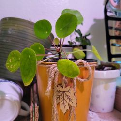 $10 Chinese Money Tree In Orange Tin Planter With Black Plastic Pot Insert