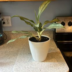 Plant 