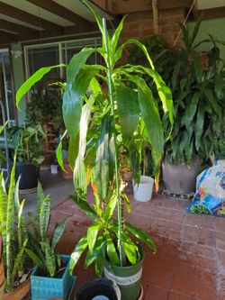 Dracaena Fragrans (Lisa Cane)