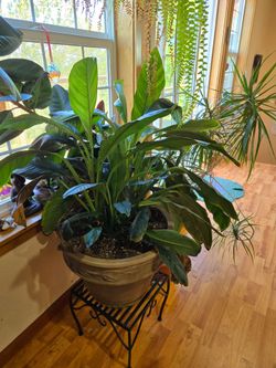 Established Peace Lily