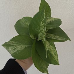 Marble Queen Pothos Plant Cuttings