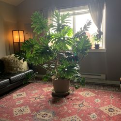 Giant 6’ Tall philodendron 