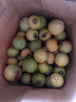 Guava-Organic home grown
