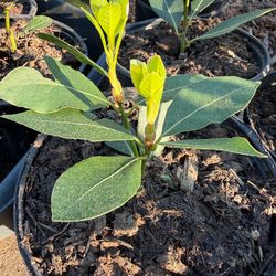 Laurel Bay Leaf /Hojas de Laurel PLANT PLANTA $18