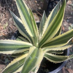 Plant $10