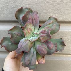 4” echeveria etna