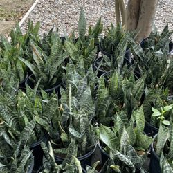 5 Gallon Pots Snake Plant ($20 Each)