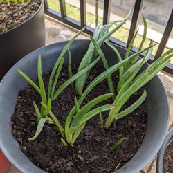 Aloevera Plants
