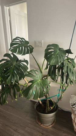 Monstera Plant