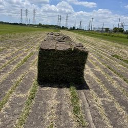 grass sod 