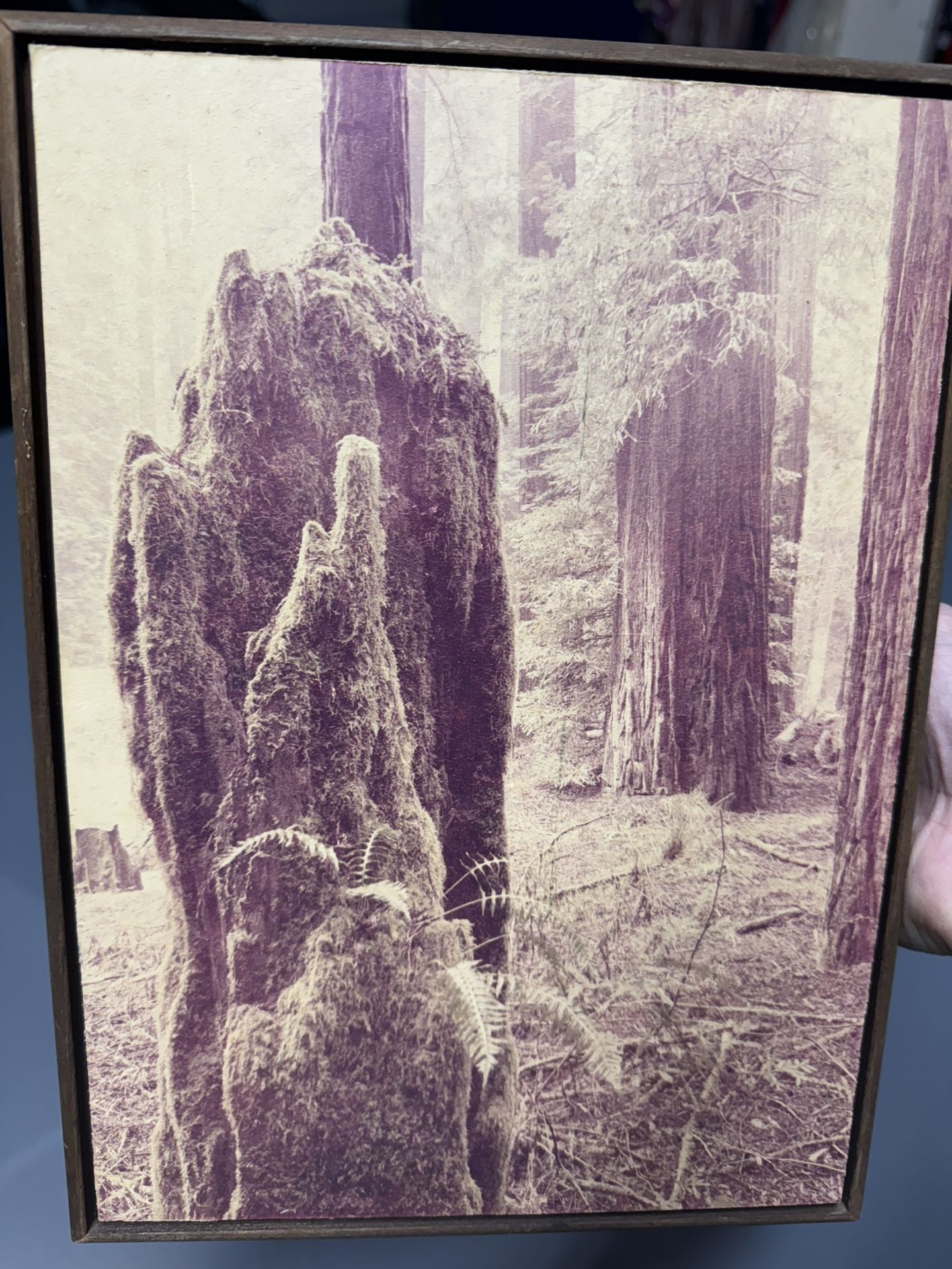 Vintage Framed Art Photograph – “Eye Encounter”