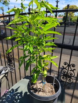 Plant-SAPOTE