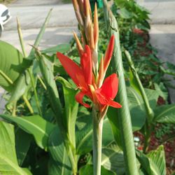 Cannalily Plants For Sale. 