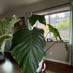 Elephant Ear Plant 