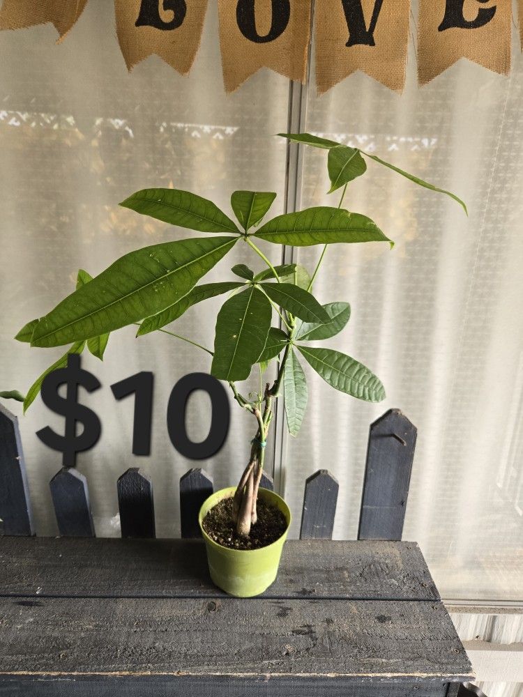 Money Tree