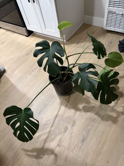 Monstera deliciosa