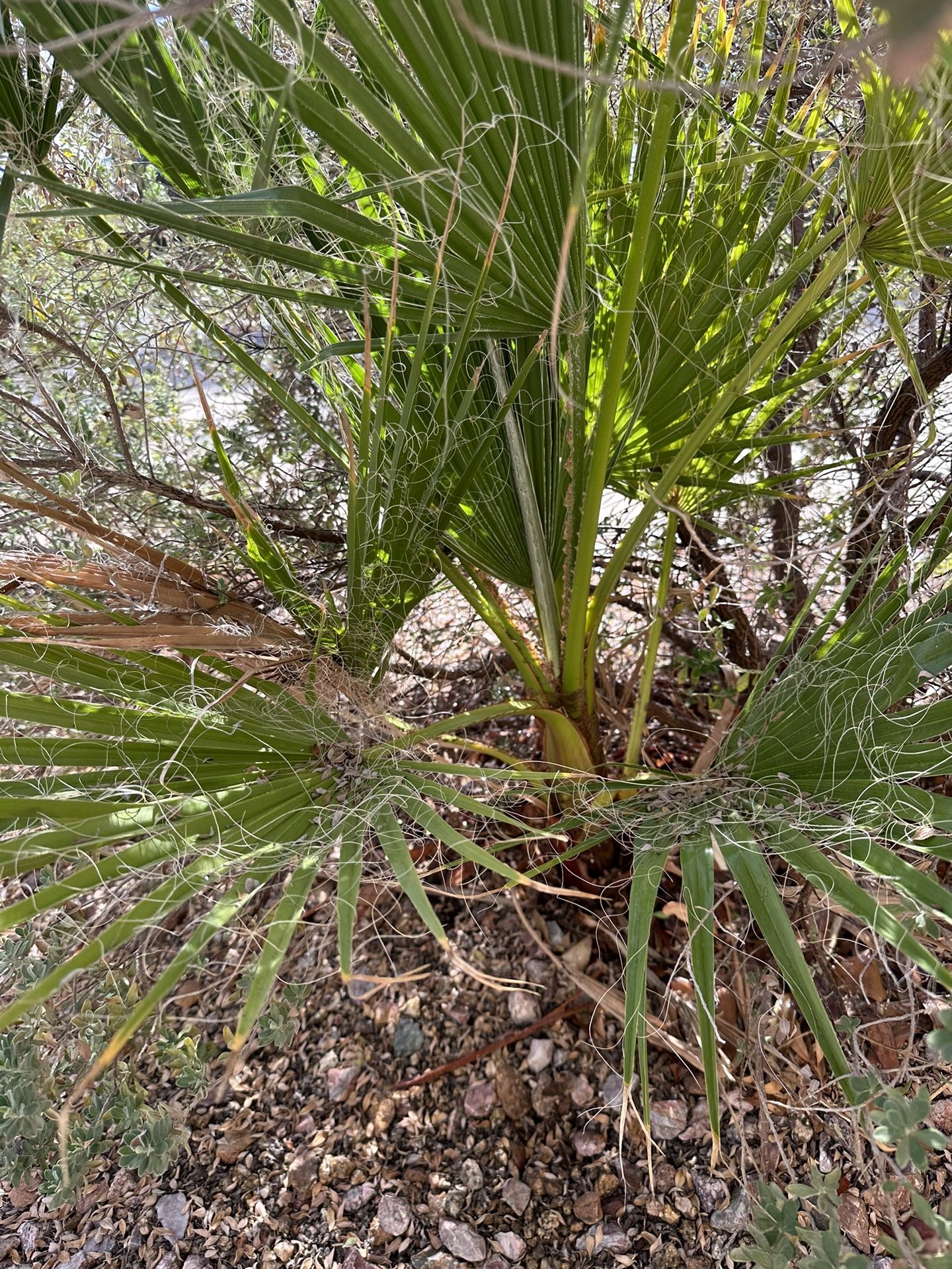 Mexican Palm Tree