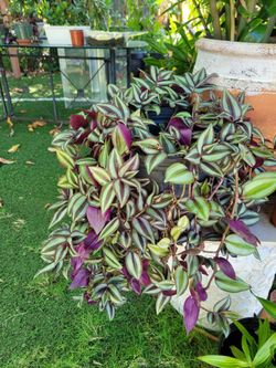 $10 plant natural