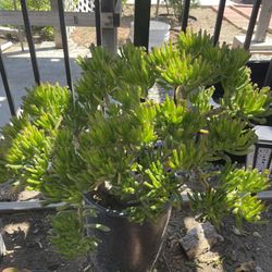 Succulent Plant For Sale